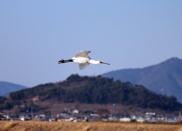 노랑부리저어새
